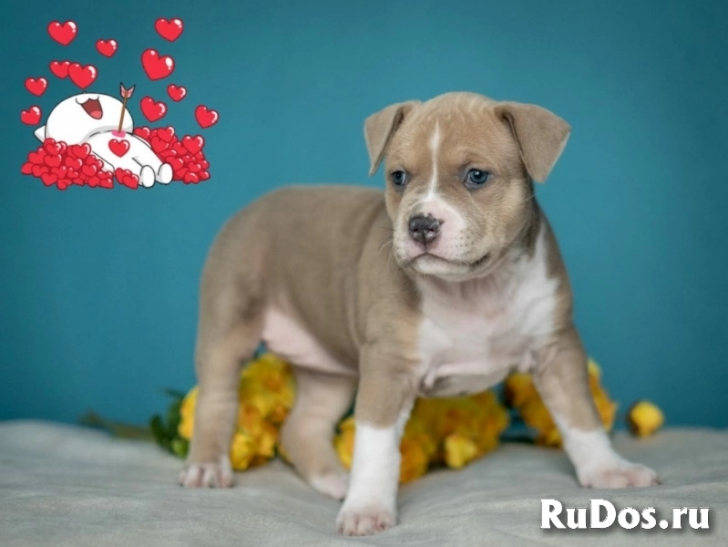 Девочки Амстаффтерьера ркф изображение 12