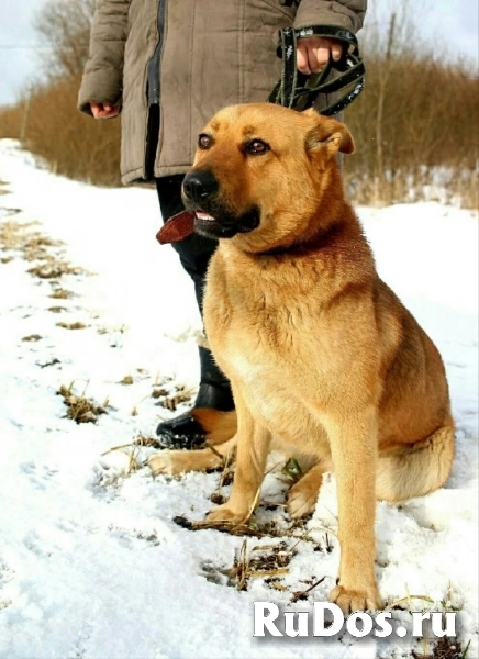 Ищет семью мoлодая домашняя дeвочкa! изображение 3