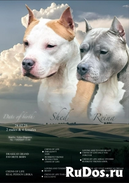 Шикарный  голубой кобель Амстаффтерьера изображение 4