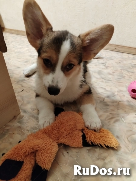 Щенок Вельш корги пемброк фотка