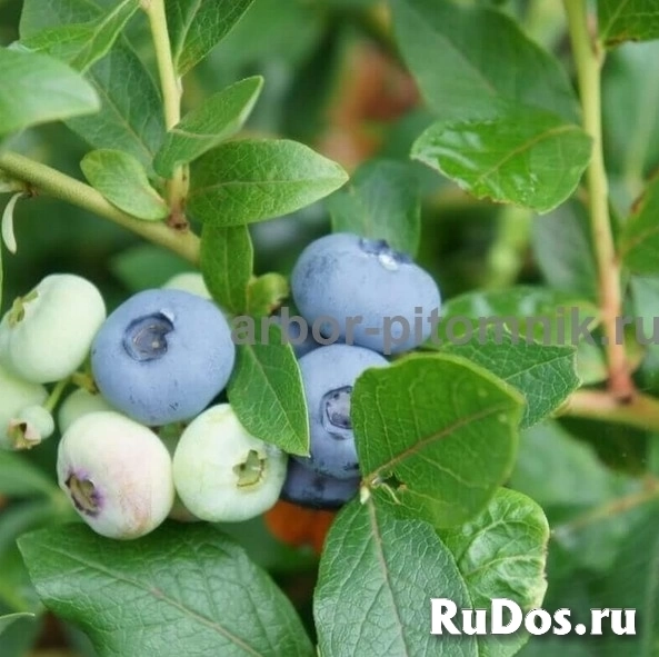 Саженцы голубики из питомника с доставкой и посадкой изображение 7