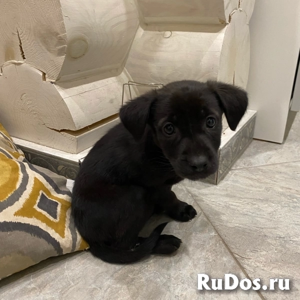 Ищем добрые ручки славной малышке изображение 3