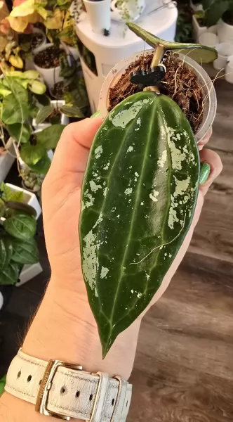 , купить растения фотка