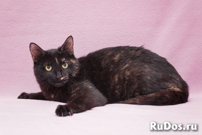 Очаровательная кошечка Орхидея фото