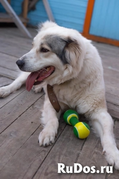 Молодая алабаечка Феня ищет дом. изображение 3