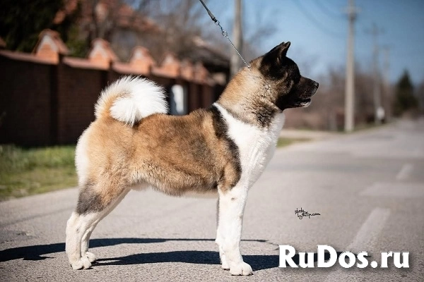 Американская акита изображение 12