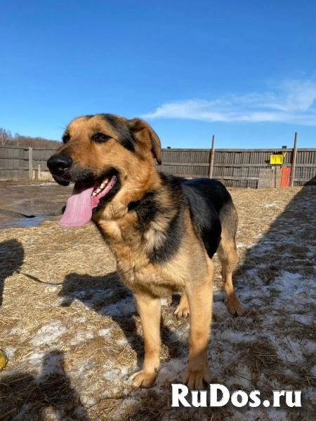 метис овчарки классный парень ищет дом изображение 3