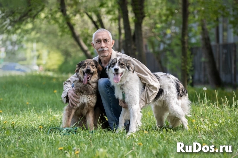 Чудесная собака Мила ищет семью. изображение 6