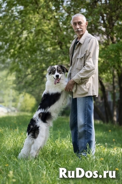 Знакомьтесь – наш замечательный пёс Левушка, который мечтает о любящей семье! изображение 4