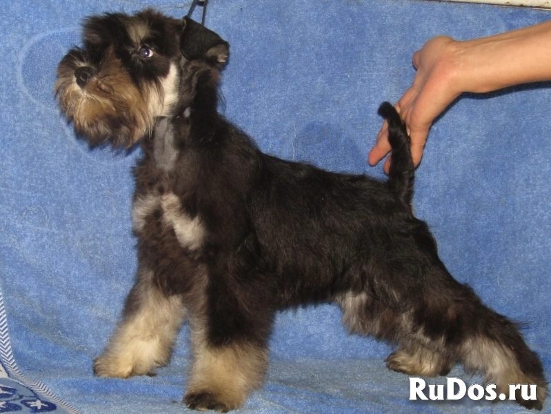 Цвергшнауцер высокопородные щеночки изображение 4