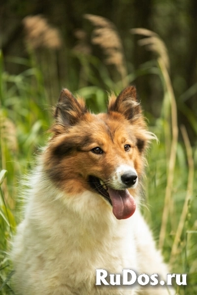 Леся, Лисичка, девочка, 2 года, путешественница и умница! изображение 10