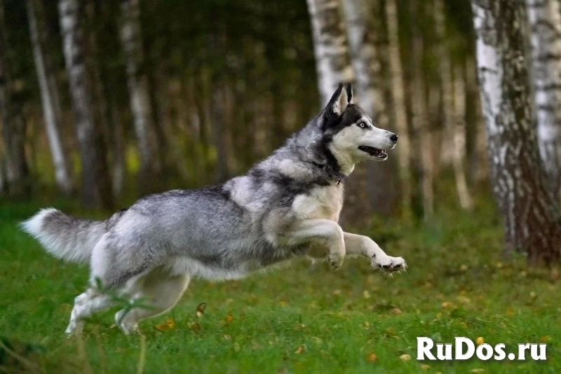 Добрая собака Аляска ищет дом! изображение 5