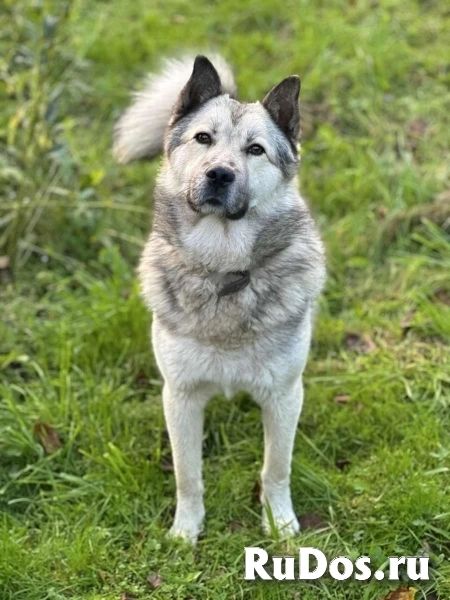 Молодой пёс ждет своего хозяина! фотка