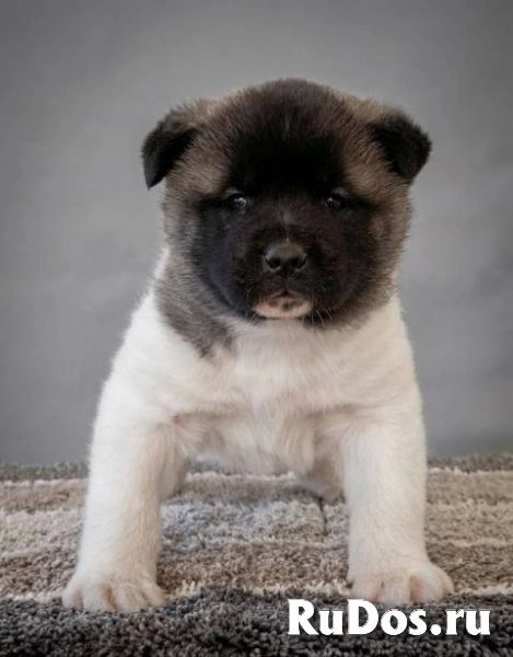 Американская акита, щенки высшего качества изображение 6