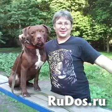Кинолог: профессиональная дрессировка собак изображение 4