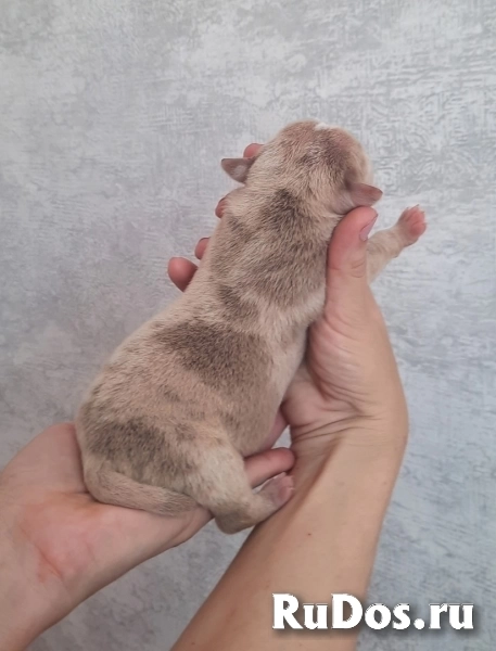 Раннее бронирование щенков Амбулли редкого окраса изображение 7