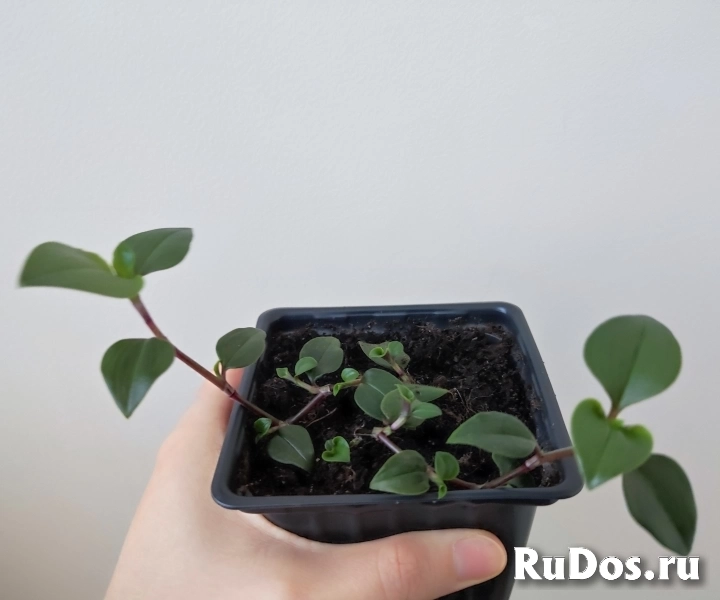 Традесканция приречная изображение 4