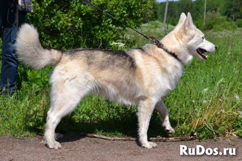 Замечательная лаечка Люся ищет дом! изображение 5