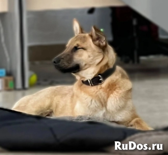 Джек - пёс-нянька фотка