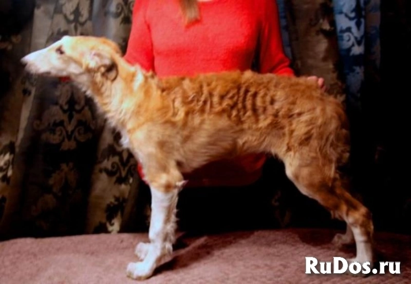 Элитный щенок русской борзой в ответственные руки, Москва изображение 3