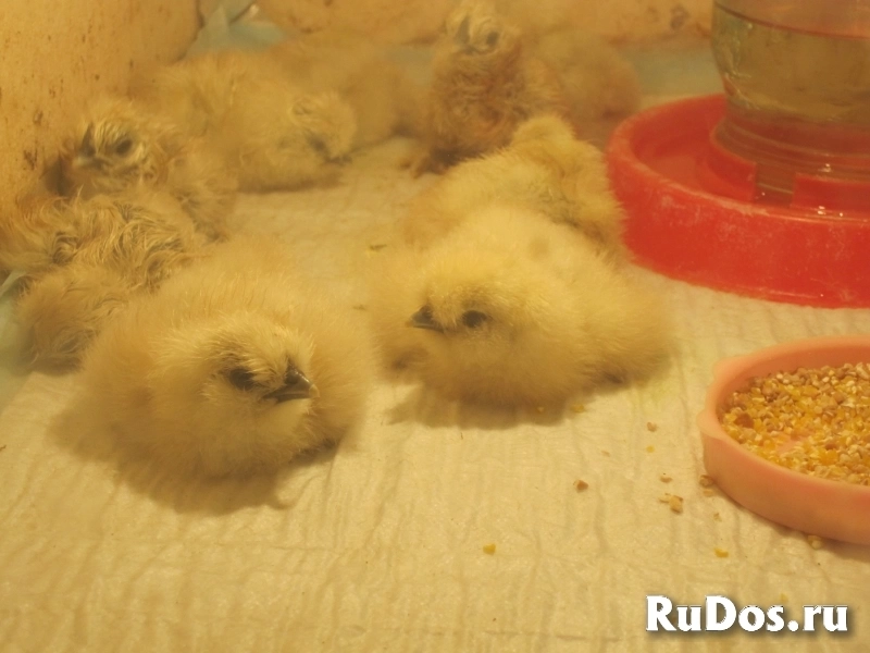 Китайские Шелковые Куры- Цыплята-ИЯ изображение 5