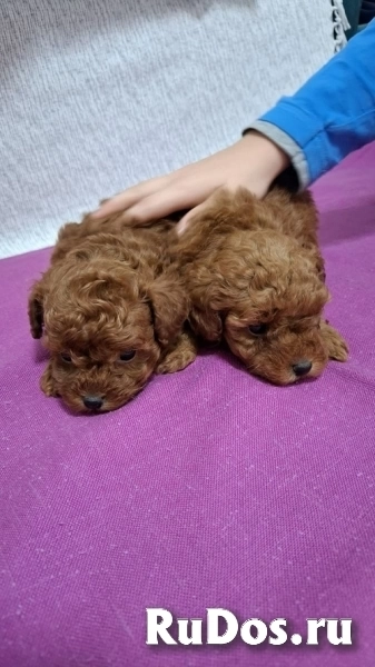 Красный той-пудель изображение 4