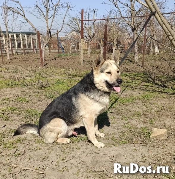 Мега-ласковый пёс Арчи в добрые руки изображение 3