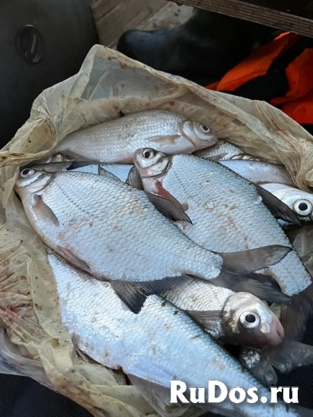 Бaза отдыха "Bолжaнка", на берегу Волги, рыбалка изображение 7