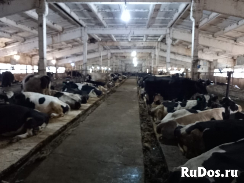 Продажа фермерского хозяйства изображение 11