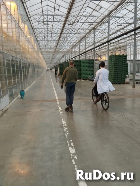 Требуются овощеводы в тепличный комплекс изображение 3