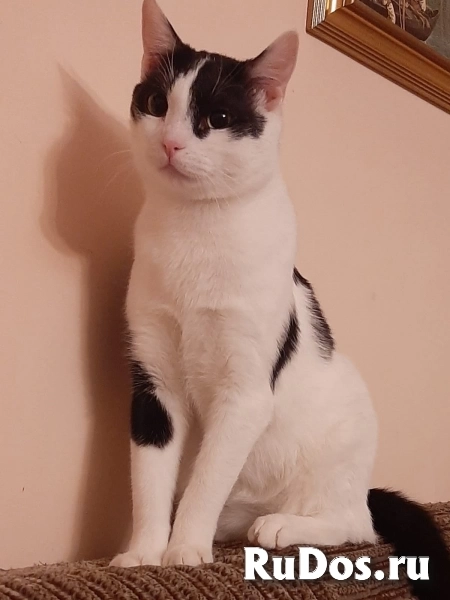 котик Гоша хочет домой фото