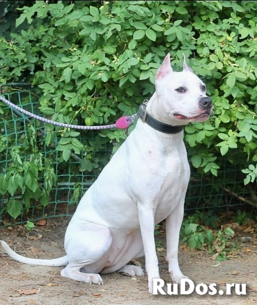 Особенная Астра фотка