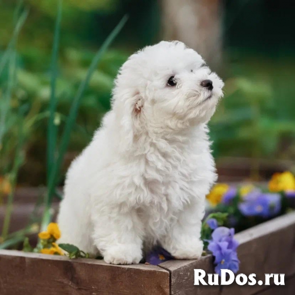 Нежная девочка-щенок бишон-фризе изображение 4