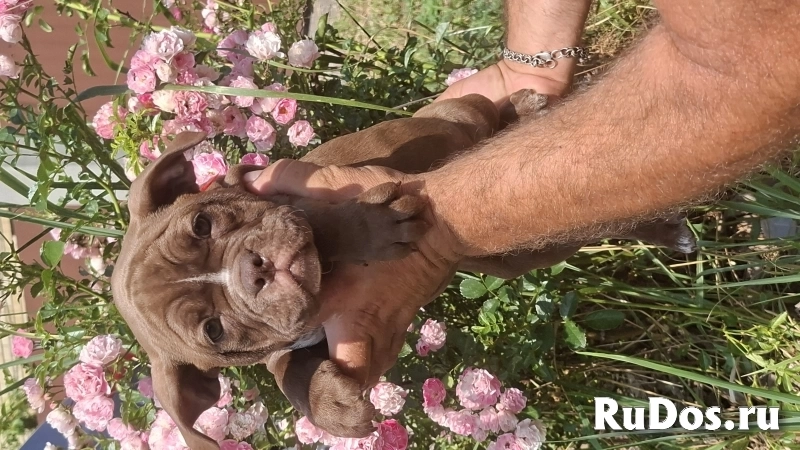 ЩЕНКИ Булли изображение 4