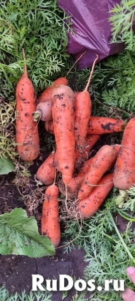 Свежие грунтовые овощи оптом в Алтайском крае фотка