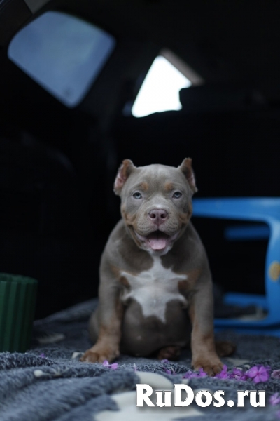 Щенки Американского булли (экзот, покет) изображение 6