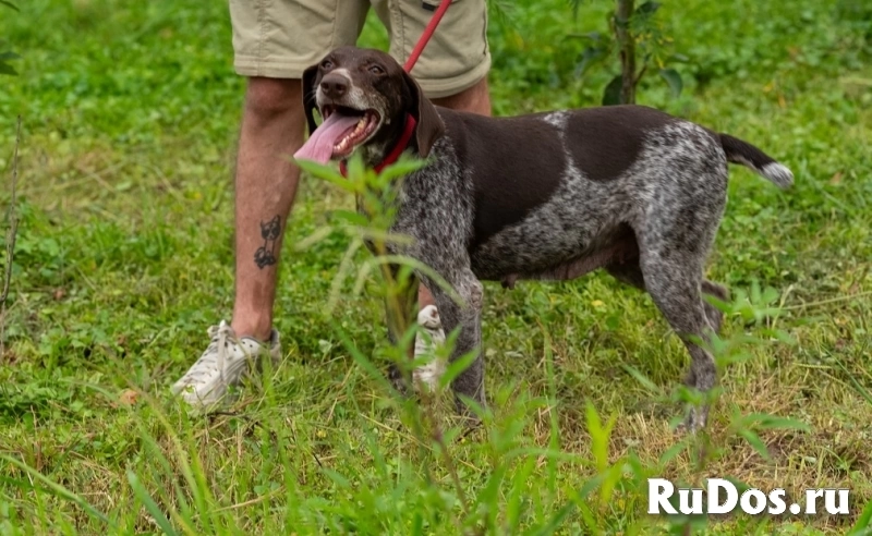 Курцхаар Лея ищет дом! изображение 4