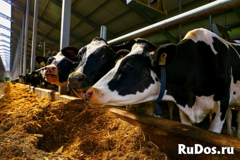 Разнорабочий на производство фото