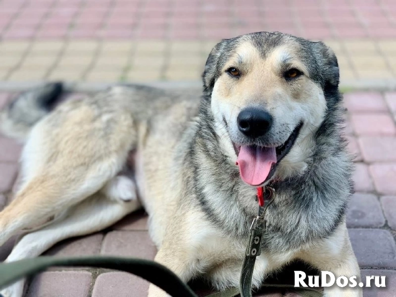 Верный друг Билли ждет своего человека. изображение 3