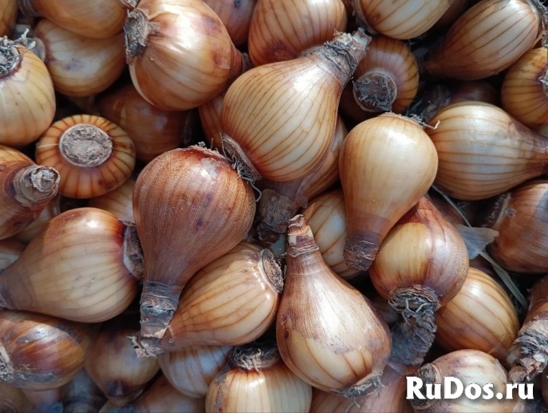 Луковица нарцисса изображение 4