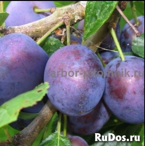 , купить растения изображение 10