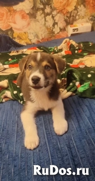 Маленький харизматичный щенок ищет самые добрые ручки! фото