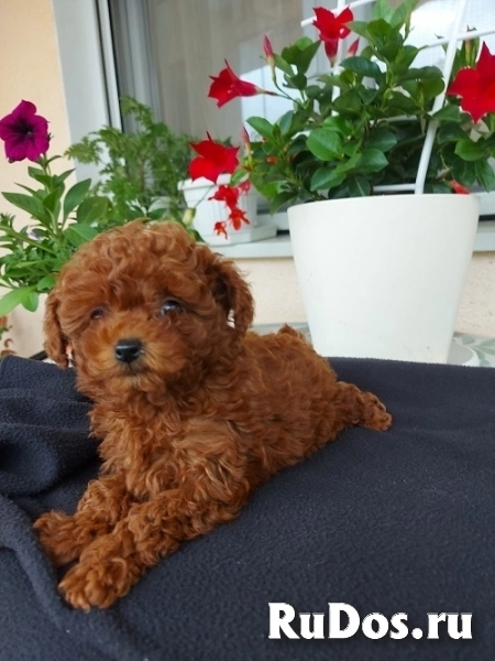 Красный той-пудель фото