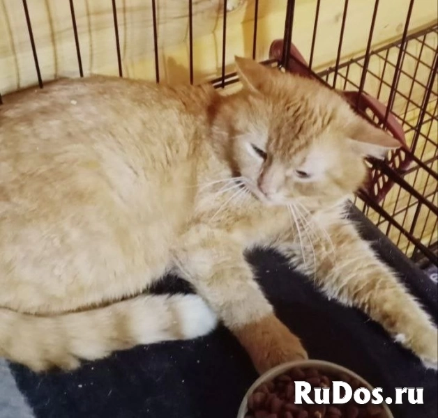 Котик Ирбис фотка