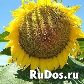 Семена гибрида подсолнечника Лимагрен купить фото