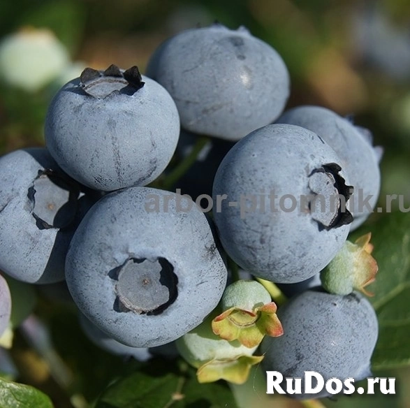 Саженцы и крупномеры голубики купить в Москве и Подмосковье с посадкой фото