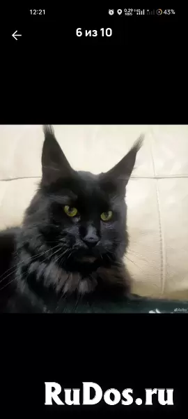 котята породы мейн-кун изображение 8