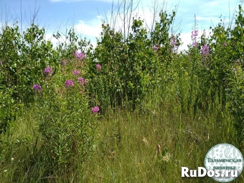 Чай Иван-чай из диких мест Алтайского края изображение 11