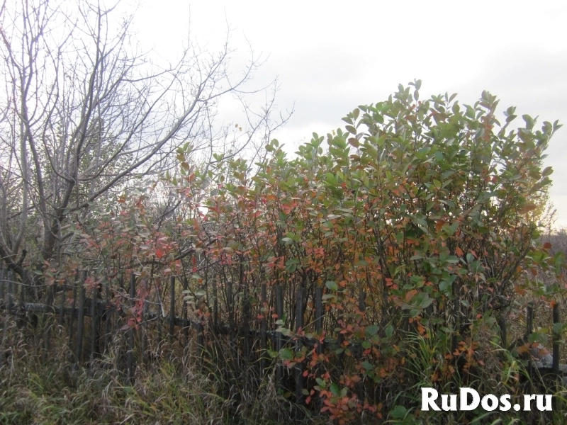 Земельный участок п.Балки СНТ КГСХА-7 изображение 3