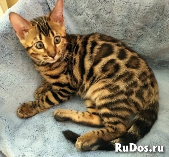 Шикарные шоу класса бенгальские котята недорого изображение 5
